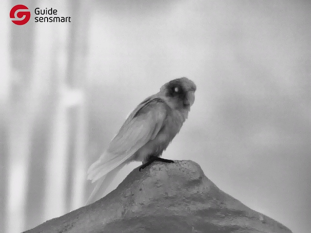 Parrot by Guide TU.jpg