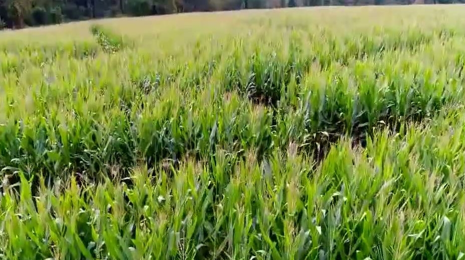 5afe506922a89.jpg 5.jpg